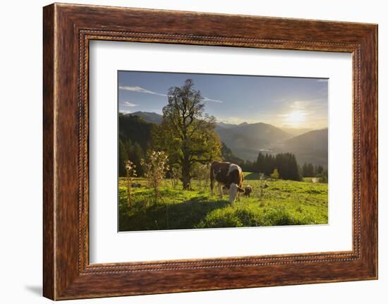 Evening Mood at the KitzbŸheler Horn, Cows, Tyrol, Austria-Rainer Mirau-Framed Photographic Print