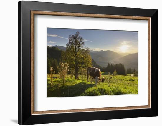 Evening Mood at the KitzbŸheler Horn, Cows, Tyrol, Austria-Rainer Mirau-Framed Photographic Print