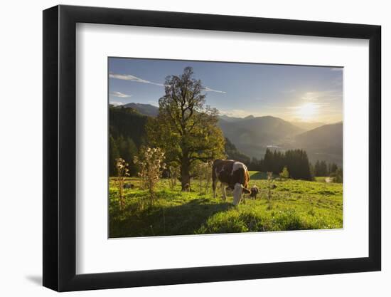 Evening Mood at the KitzbŸheler Horn, Cows, Tyrol, Austria-Rainer Mirau-Framed Photographic Print