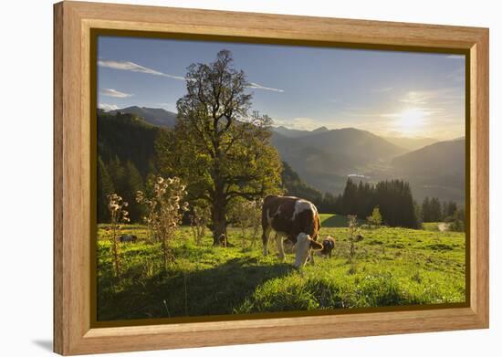 Evening Mood at the KitzbŸheler Horn, Cows, Tyrol, Austria-Rainer Mirau-Framed Premier Image Canvas