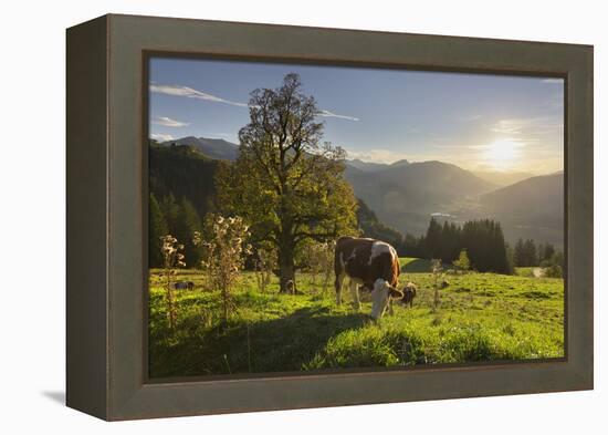 Evening Mood at the KitzbŸheler Horn, Cows, Tyrol, Austria-Rainer Mirau-Framed Premier Image Canvas