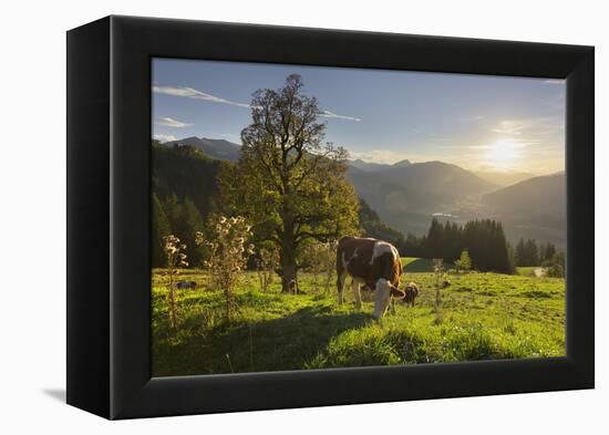 Evening Mood at the KitzbŸheler Horn, Cows, Tyrol, Austria-Rainer Mirau-Framed Premier Image Canvas