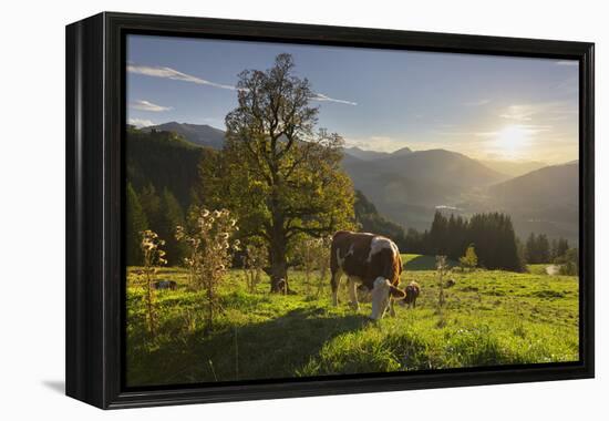 Evening Mood at the KitzbŸheler Horn, Cows, Tyrol, Austria-Rainer Mirau-Framed Premier Image Canvas