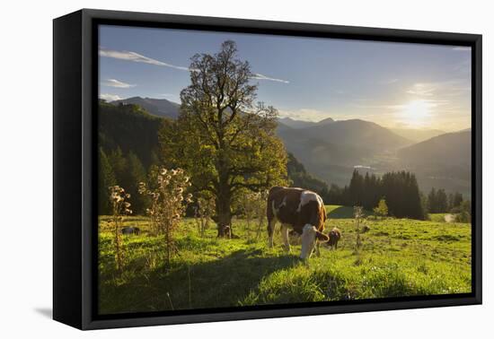 Evening Mood at the KitzbŸheler Horn, Cows, Tyrol, Austria-Rainer Mirau-Framed Premier Image Canvas