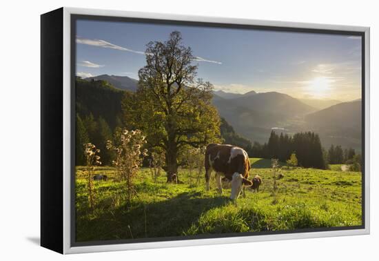 Evening Mood at the KitzbŸheler Horn, Cows, Tyrol, Austria-Rainer Mirau-Framed Premier Image Canvas