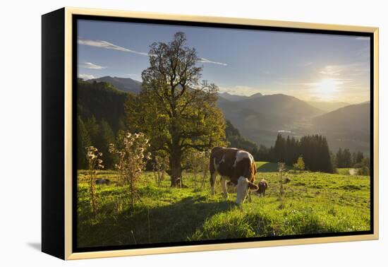 Evening Mood at the KitzbŸheler Horn, Cows, Tyrol, Austria-Rainer Mirau-Framed Premier Image Canvas