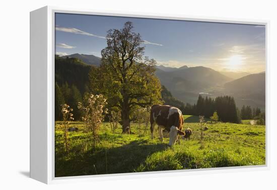 Evening Mood at the KitzbŸheler Horn, Cows, Tyrol, Austria-Rainer Mirau-Framed Premier Image Canvas