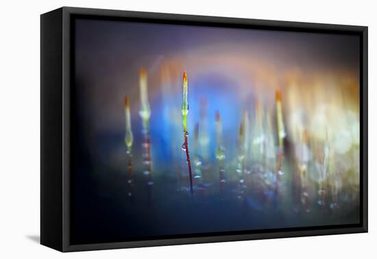 Evening Moss-Ursula Abresch-Framed Premier Image Canvas