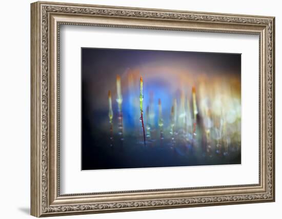 Evening Moss-Ursula Abresch-Framed Photographic Print