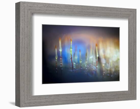 Evening Moss-Ursula Abresch-Framed Photographic Print