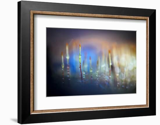 Evening Moss-Ursula Abresch-Framed Photographic Print