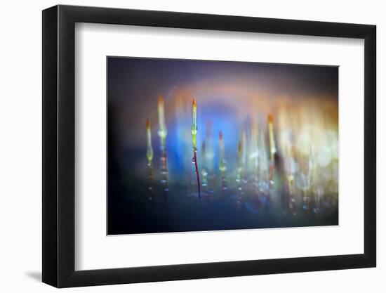 Evening Moss-Ursula Abresch-Framed Photographic Print