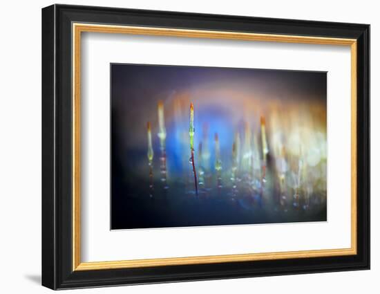 Evening Moss-Ursula Abresch-Framed Photographic Print