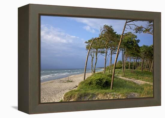 Evening on the Western Beach of Darss Peninsula-Uwe Steffens-Framed Premier Image Canvas