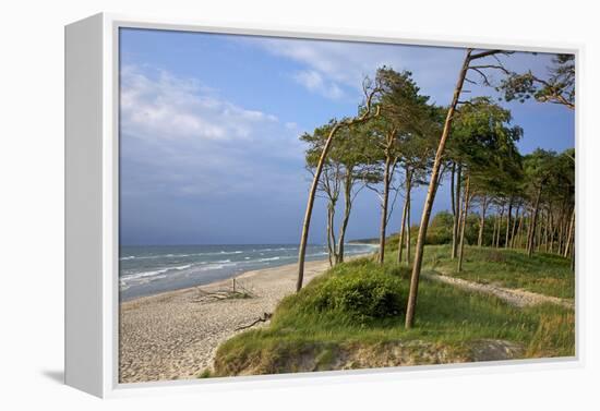 Evening on the Western Beach of Darss Peninsula-Uwe Steffens-Framed Premier Image Canvas