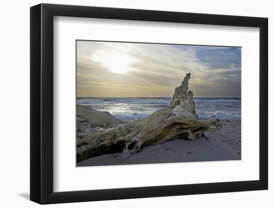 Evening on the Western Beach of Darss Peninsula-Uwe Steffens-Framed Photographic Print