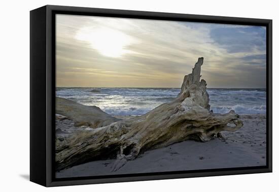 Evening on the Western Beach of Darss Peninsula-Uwe Steffens-Framed Premier Image Canvas