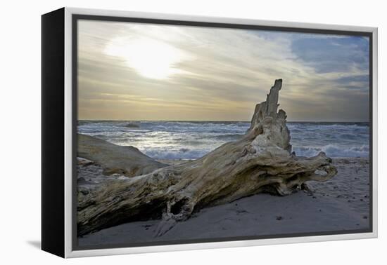 Evening on the Western Beach of Darss Peninsula-Uwe Steffens-Framed Premier Image Canvas