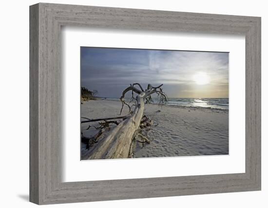 Evening on the Western Beach of Darss Peninsula-Uwe Steffens-Framed Photographic Print