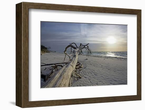 Evening on the Western Beach of Darss Peninsula-Uwe Steffens-Framed Photographic Print