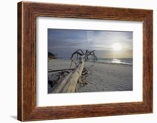 Evening on the Western Beach of Darss Peninsula-Uwe Steffens-Framed Photographic Print