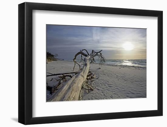 Evening on the Western Beach of Darss Peninsula-Uwe Steffens-Framed Photographic Print