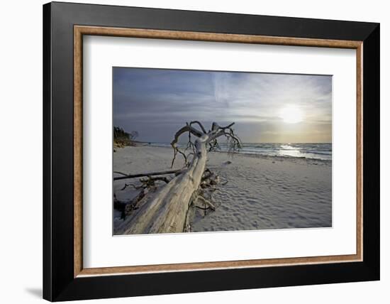 Evening on the Western Beach of Darss Peninsula-Uwe Steffens-Framed Photographic Print