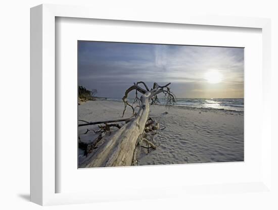 Evening on the Western Beach of Darss Peninsula-Uwe Steffens-Framed Photographic Print