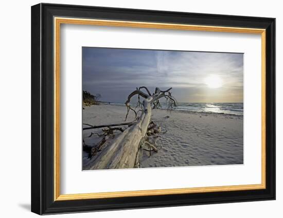 Evening on the Western Beach of Darss Peninsula-Uwe Steffens-Framed Photographic Print