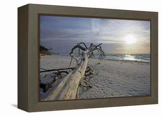 Evening on the Western Beach of Darss Peninsula-Uwe Steffens-Framed Premier Image Canvas