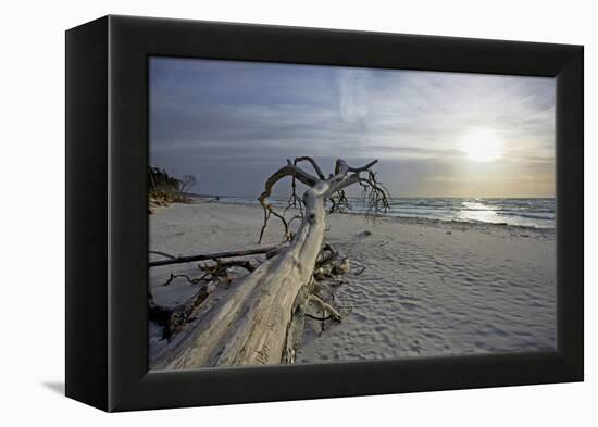 Evening on the Western Beach of Darss Peninsula-Uwe Steffens-Framed Premier Image Canvas