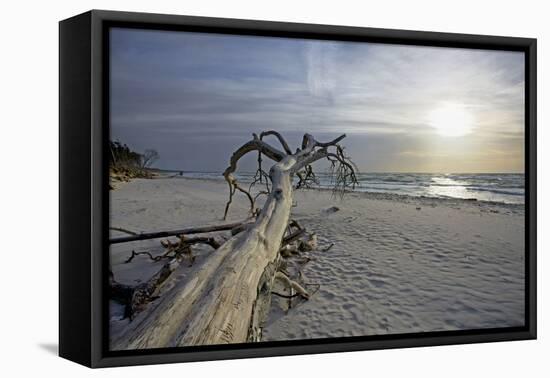 Evening on the Western Beach of Darss Peninsula-Uwe Steffens-Framed Premier Image Canvas