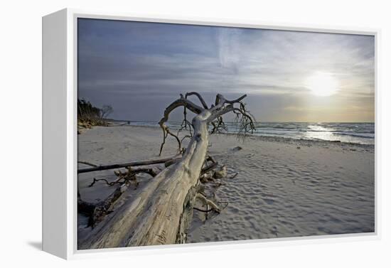 Evening on the Western Beach of Darss Peninsula-Uwe Steffens-Framed Premier Image Canvas