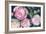 Evening Peonies II-Albena Hristova-Framed Art Print