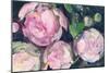 Evening Peonies II-Albena Hristova-Mounted Art Print