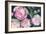 Evening Peonies II-Albena Hristova-Framed Art Print