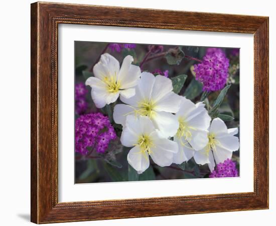 Evening Primrose and Sand Verbena, Anza Borrego Desert State Park, California, USA-Darrell Gulin-Framed Photographic Print