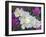 Evening Primrose and Sand Verbena, Anza Borrego Desert State Park, California, USA-Darrell Gulin-Framed Photographic Print