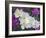 Evening Primrose and Sand Verbena, Anza Borrego Desert State Park, California, USA-Darrell Gulin-Framed Photographic Print