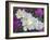 Evening Primrose and Sand Verbena, Anza Borrego Desert State Park, California, USA-Darrell Gulin-Framed Photographic Print