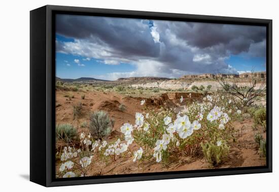 Evening Primrose in Grand Staircase Escalante National Monument-Howie Garber-Framed Premier Image Canvas