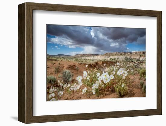 Evening Primrose in Grand Staircase Escalante National Monument-Howie Garber-Framed Photographic Print