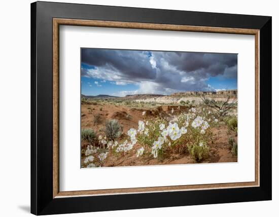 Evening Primrose in Grand Staircase Escalante National Monument-Howie Garber-Framed Photographic Print