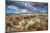 Evening Primrose in Grand Staircase Escalante National Monument-Howie Garber-Mounted Photographic Print