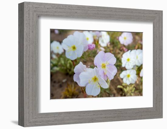 Evening Primrose in Grand Staircase Escalante National Monument-Howie Garber-Framed Photographic Print