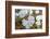 Evening Primrose in Grand Staircase Escalante National Monument-Howie Garber-Framed Photographic Print