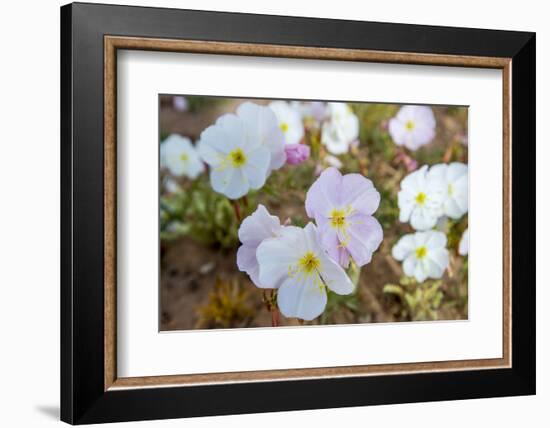 Evening Primrose in Grand Staircase Escalante National Monument-Howie Garber-Framed Photographic Print