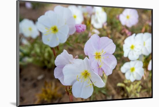 Evening Primrose in Grand Staircase Escalante National Monument-Howie Garber-Mounted Photographic Print