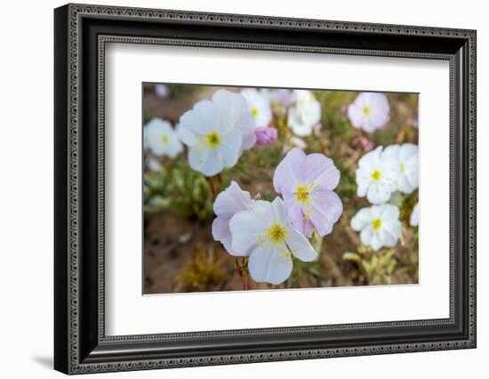 Evening Primrose in Grand Staircase Escalante National Monument-Howie Garber-Framed Photographic Print
