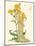 Evening Primrose Nymph, 1889-Walter Crane-Mounted Giclee Print
